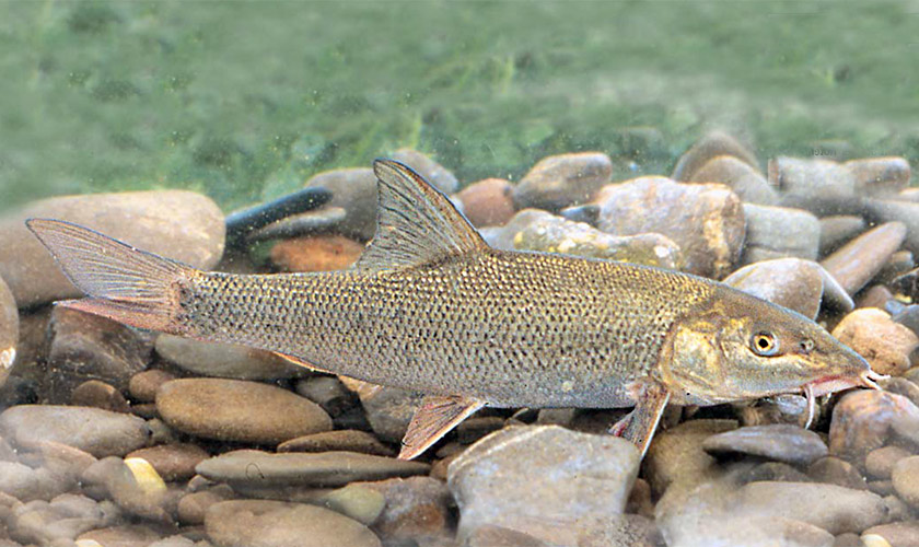Naturschutz beim Kanufahren auf der Fränkischen Saale